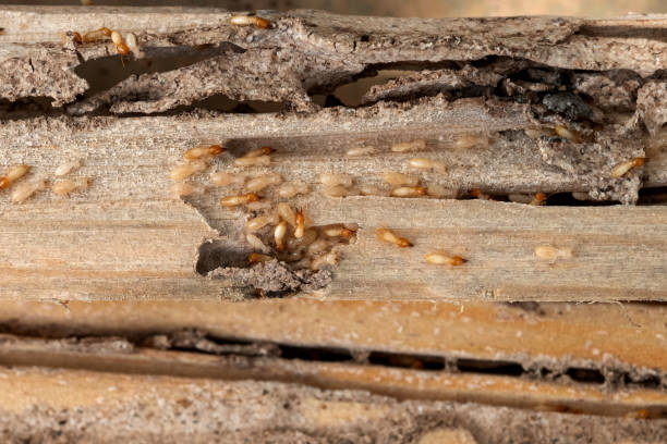 Trusted Palos Heights, IL Pest Control Experts
